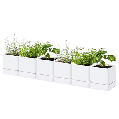 D'vine Dev 6-Pack Plastic Herb Planter Pots, 4 in, White, 76-Y-A6-1 - color: White, size: 24 Inch x 4.5 Inch