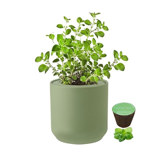 Hydroponic Herb Growing Kit, Self-Watering Kitchen Herb Garden Starter Kit with Green Ceramic Pot and Seeds (Oregano) - color: Oregano