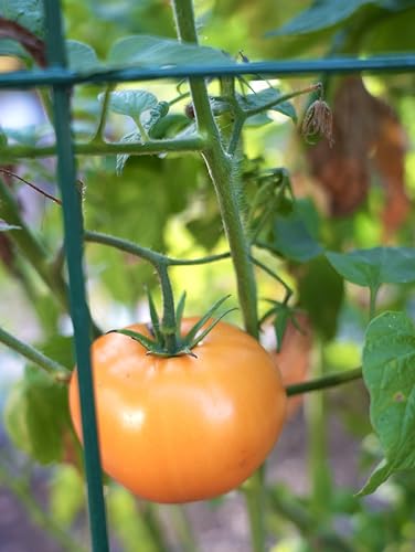 Happy Trees Large Heavy Duty Folding Tomato Cages, 3-Pack, Made in USA - color: Green