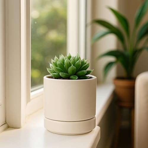 D'vine Dev 2-Pack Ceramic Pots with Saucers, Oatmeal, 4.7 in, 94-V-B-8 - color: Oatmeal, size: 4.7 Inch