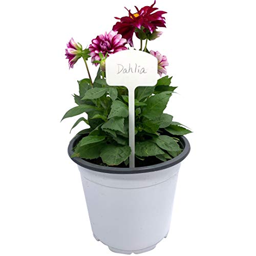 Durable Extra Thick T-Style Plastic Plant Labels Nursery Garden Labels Pot Plant Marker Garden Stake Tags - 20 pcs (8 in x 2.6 in) - size: 8 in x 2.6 in
