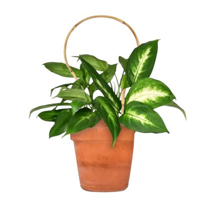 6 Pack Bamboo Trellis Round-Shaped for Potted Plant, 16 Inch Plant Support Stake for Climbing Vines, Decorative Hoop Stake for Potted Hoya