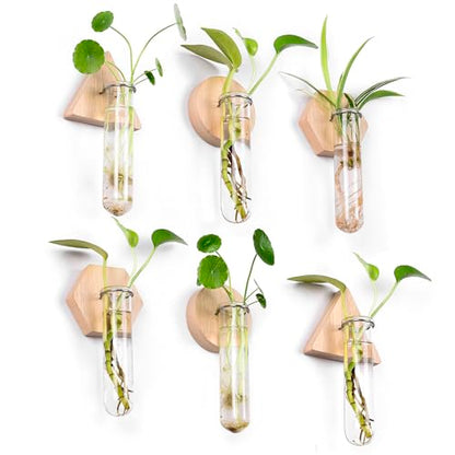 Wall Hanging Glass Planter Plant Propagation Station