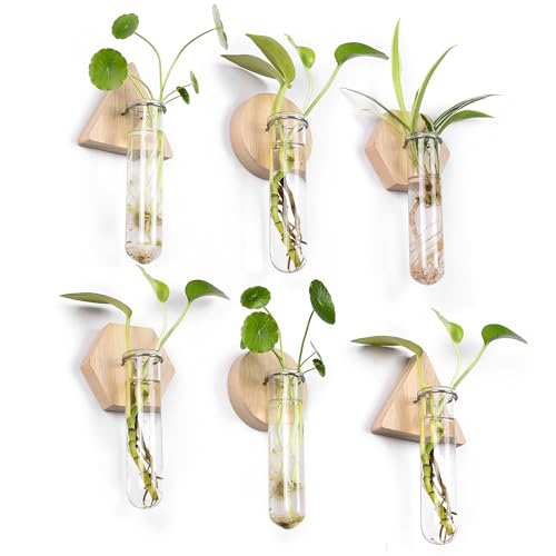 Wall Hanging Glass Planter Plant Propagation Station
