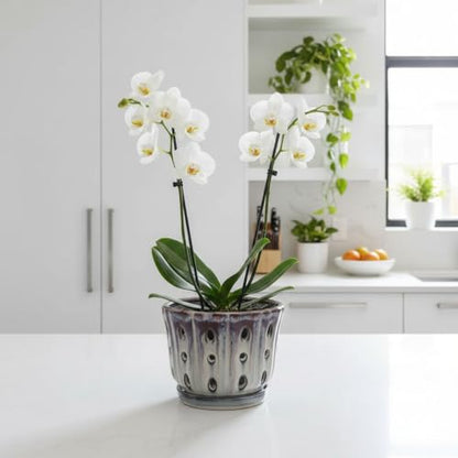 Ceramic Orchid Pot with Drainage Hole 6'' (Mauve Over Cream) - color: Mauve Over Cream
