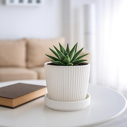 D'vine Dev 4-Pack Ceramic Plant Saucers, 3.7 in, White, 97-T-A-11 - color: White, size: 3.7" (4 Pack)
