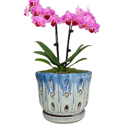 Ceramic Orchid Pot with Drainage Hole 6'' Orchid Planter (Blue Cover White) - color: Blue Over Cream
