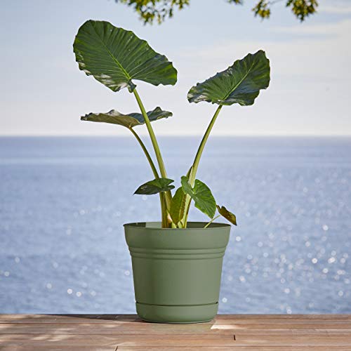 Bloem SP0742 Saturn Planter w/Saucer 7" Living Green, 7" - color: Living Green, size: 7"