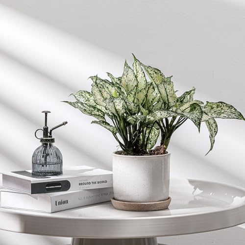 5.8 Inch Ceramic Planter with Drainage Hole & Bonded Saucer - color: Retro Style, Grey, size: 6 inch