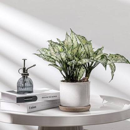 5.8 Inch Ceramic Planter with Drainage Hole & Bonded Saucer - color: Retro Style, Grey, size: 6 inch