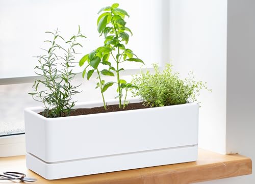 D'vine Dev Rectangular Planter, 12 x 4.5 in, White, Set of 1, 76-X-A-1 - color: White