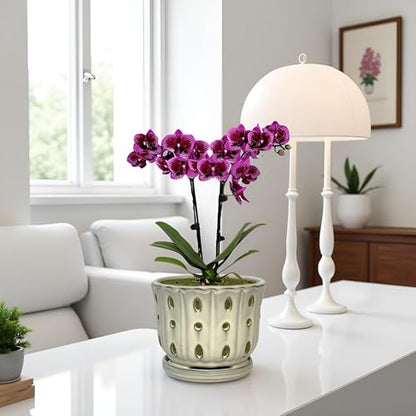 Ceramic Orchid Pot With Attached Saucer and Drainage Hole 6'' (Cream) - color: Cream