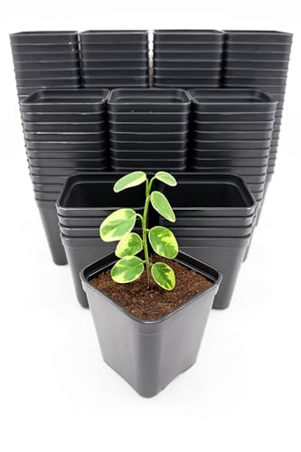 CZ Grain 2 Inch Starter Planter – Square Plastic Nursery Planter with Drainage for Seedlings, Herbs, Succulents & Plant Propagation (50/100/150/200 Pack) (50 Pots) - size: 50 Pots