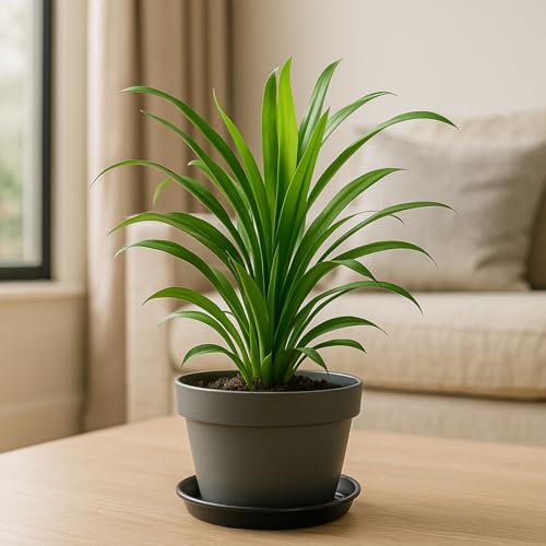 30 Pack Plant Saucer 4 Inches Plastic Drip Trays to Catch Water, Black - color: Black, size: 4 inch