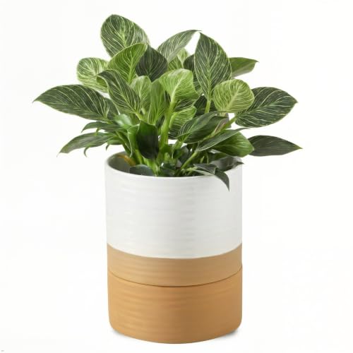 HASENSE Self Watering Plant Pot, 6 Inch Porcelain Planter with Drainage Hole and Saucers for Indoor & Outdoor Plants, Round Flower Pots for Houserwarming Gift, White - color: White & Terracotta, size: 6 Inch (Self Watering, 1 pcs)