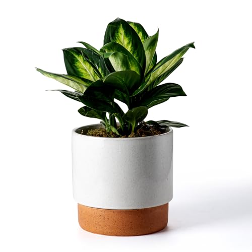 8 Inch Ceramic Self Watering Planter with Drainage Hole, Grey - color: Gray, size: Medium