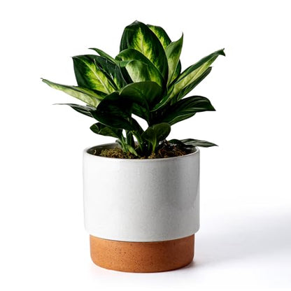8 Inch Ceramic Self Watering Planter with Drainage Hole, Grey - color: Gray, size: Medium