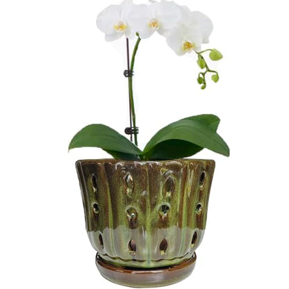 Ceramic Orchid Pots with Drainage Hole 6'' (mossgreen) - color: Mossgreen