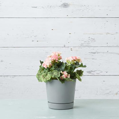 Root & Vessel Majestic Full Depth Round Cylinder Pot, Glossy Gray, 8-Inch (10080) - color: Gray, size: 8 Inch