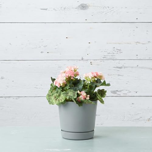 Root & Vessel Majestic Full Depth Round Cylinder Pot, Glossy Gray, 8-Inch (10080) - color: Gray, size: 8 Inch