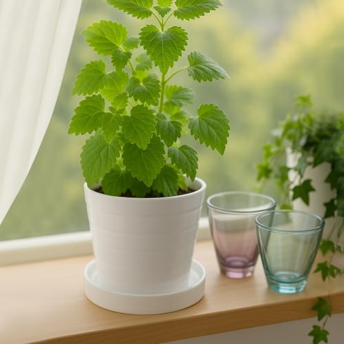 D'vine Dev Ceramic Plant Saucer/Drainage Tray, 5.4 in, White, 97-T-A-2 - color: White, size: 5.4" (1 Pack)