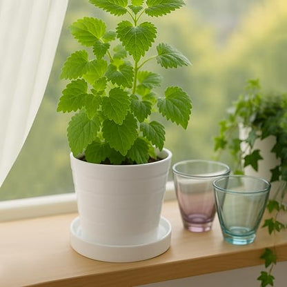 D'vine Dev Ceramic Plant Saucer/Drainage Tray, 5.4 in, White, 97-T-A-2 - color: White, size: 5.4" (1 Pack)