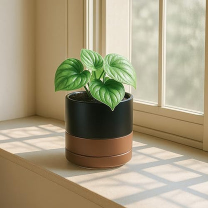 D'vine Dev 2-Pack Ceramic Pots with Saucers, Black/Tan, 4.7 in, 94-V-B-7 - color: Black/Speckled Tan, size: 4.7 Inch