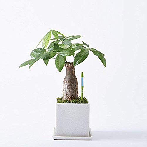 IPPINKA Sustee Aquameter, Bundle of 12, House Plant Soil Moisture Meter, Best for Indoor Potted Plants - Medium Green Refillable