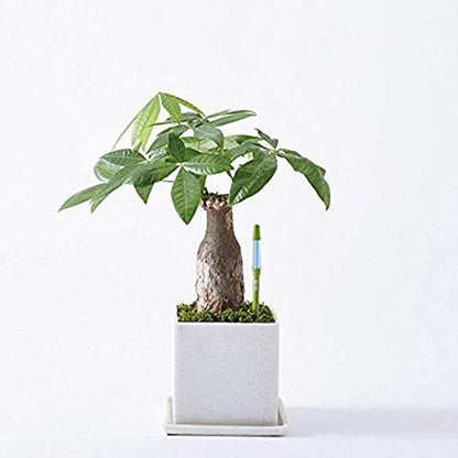 IPPINKA Sustee Aquameter, Bundle of 12, House Plant Soil Moisture Meter, Best for Indoor Potted Plants - Medium Green Refillable
