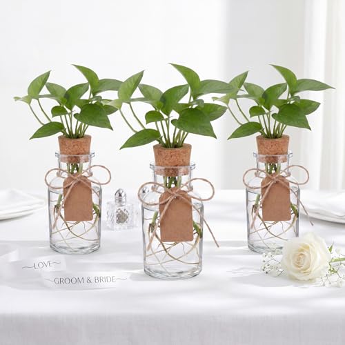 15 Pack Plant Propagation Stations with Hole Lid Tag,Cylindrical