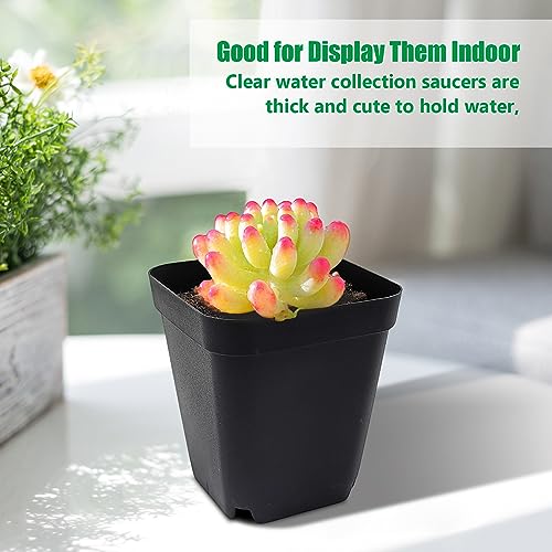 RooTrimmer Square Nursery Pots with Drainage Holes, 2.75 Inch, 120 Pack - color: Black, size: 2.7 Inch - 120pk