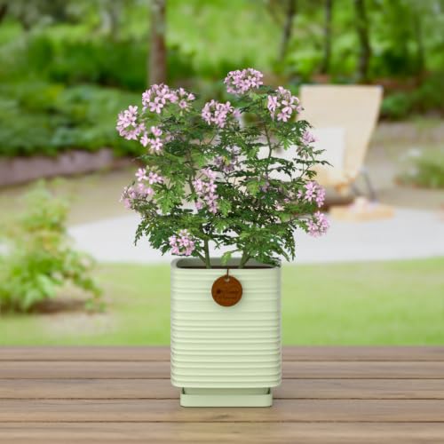 5.1 Inch Light Green Ceramic Planter with Drainage and Saucer - color: Light Green, size: Small