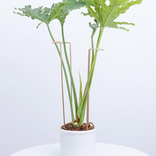 10 PCS Large Indoor Plant Stakes 15.5" Heavy Duty Metal Supports - color: Gold, size: 15.5 Inch H