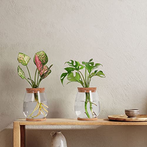Plant Propagation Station,2 Pcs Glass Vases with Wooden Stand & Lid - size: 4.2" L x 4.2" W x 5.2"H
