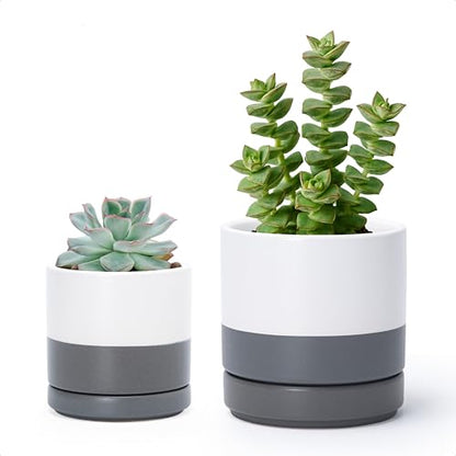 D'vine Dev 2-Pack Ceramic Pots & Saucers, White/Grey, 3.5/4.7 in, 94-G-XS-6 - color: White/Speckled Grey, size: X-Small