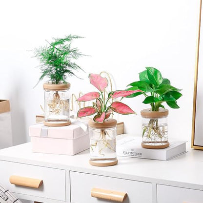 Desktop Plant Propagation Station, Hydroponic Glass Vase Water Plant Jars, Modern Desktop Gardening Decor for Home Office