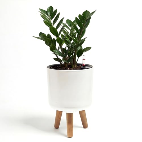 Bamworld Self Watering Pots for Indoor Plants with Water Level Indicator - size: 8 in