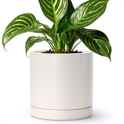 D'vine Dev 8.2 Inch Ceramic Planter Pot, Oatmeal, 94-O-D-8 - color: Oatmeal, size: Medium