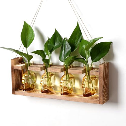 Plant Propagation Stations Halloween Skull Plant Terrarium Kit - color: Gold
