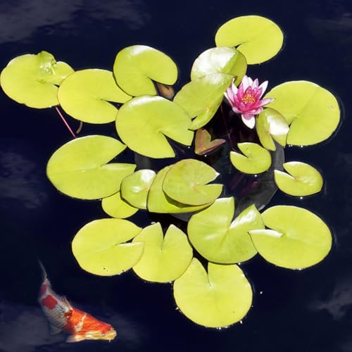 Pond Netting for Fish Barrier Floating Island Plant Protector, Flora Protects Your Plants from Pond Fish (1, 23.6in)