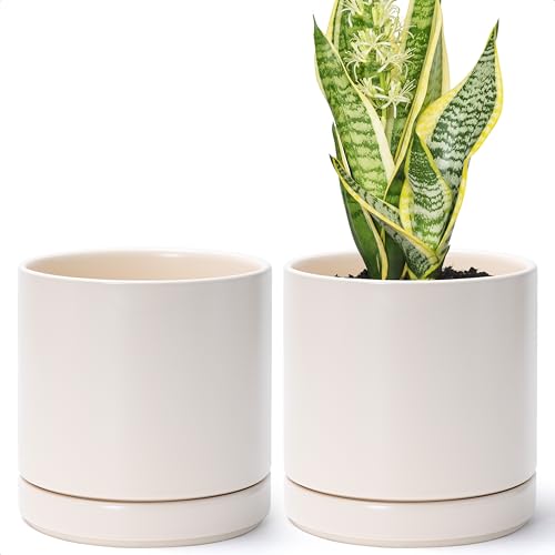 D'vine Dev 2-Pack Ceramic Pots with Saucers, Oatmeal, 6.5 in, 94-V-C-8 - color: Oatmeal, size: 6 Inch