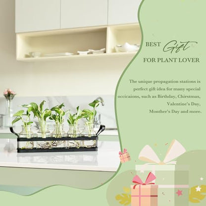 Mkono Propagation Stations, 5 Jars Desktop Glass Plant Terrarium with Stand - size: Large