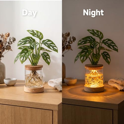 2 Pack Plant Propagation Station with Light, Hydroponic Glass Vase - color: 2 Pack Cylindrical