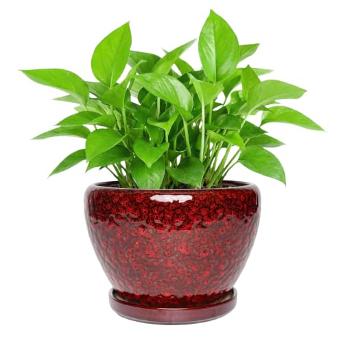 Ceramic Planter with Saucer for Indoor Outdoor Plants (Red, 8.7 Inch) - color: Speckled Red, size: 8.7 Inch