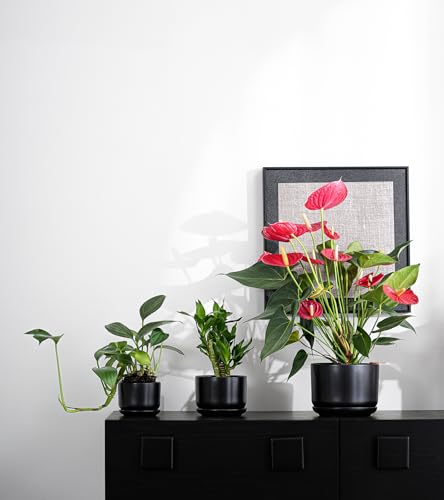 Flower Pots,Ceramic Pots with Drainage Holes & Saucer Set of 3(Matte Black) - color: Matte Black