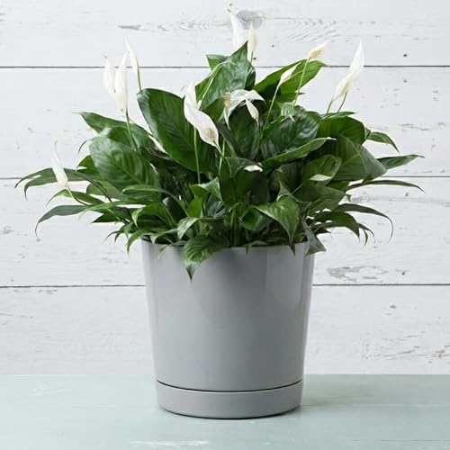 Root & Vessel Majestic Full Depth Round Cylinder Pot, Glossy Gray, 12-Inch (10120) - color: Gray, size: 12 Inch