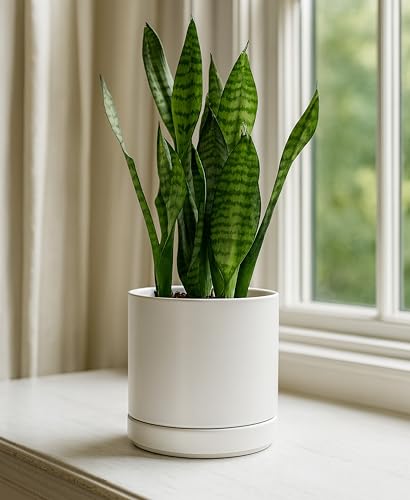 D'vine Dev 2-Pack Ceramic Pots with Saucers, White, 6.5 in, 94-V-C-1 - color: White, size: 6 Inch