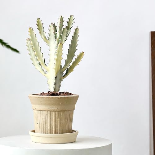 White Terracotta Pots 2 Pack 6 & 8 Inch Ceramic Planters