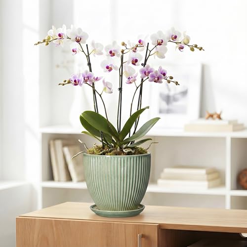 8 Inch Planter, Ceramic Plant Pots with Saucer, Green - color: Green, size: 8 Inch