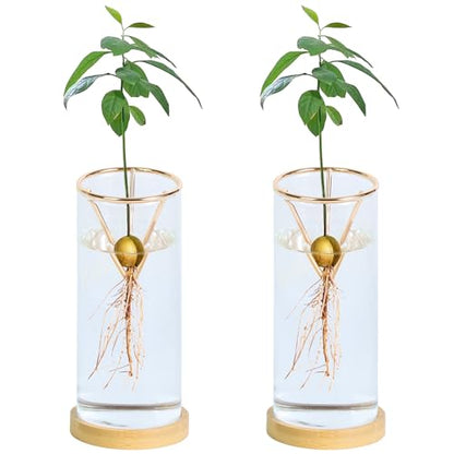 Bylion 2 Pack Avocado Growing Kits Avocado Seed Starter - color: Gold
